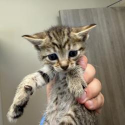 Shelter Stray Unknown Cat last seen , Portland, TX 78374