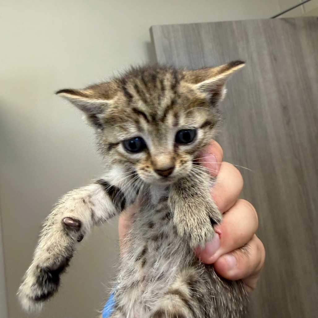Shelter Stray Unknown Cat last seen , Portland, TX 78374