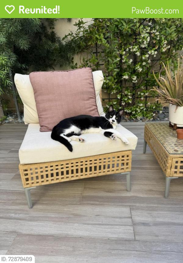 Reunited Male Cat last seen Virtue Ln, San Marcos, CA 92078, USA, San Marcos, CA 92078