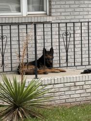 Reunited Male Dog last seen Near Tuckaseegee rd. , Charlotte, NC 28208