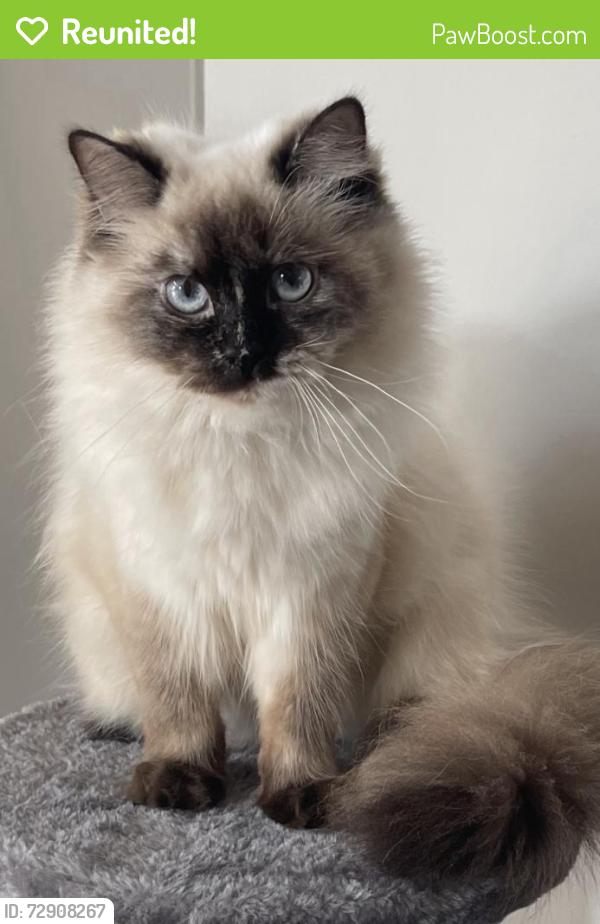Reunited Female Cat last seen Radcliffe/Gatwick, Windsor, ON N8P 0A1