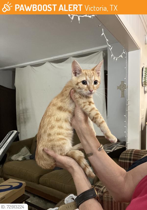 Found/Stray Unknown Cat last seen Chippendale Lane, Victoria, TX 77901