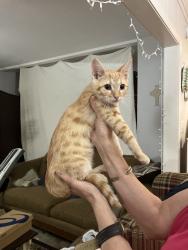 Found/Stray Unknown Cat last seen Chippendale Lane, Victoria, TX 77901