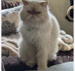 Lost Male Cat last seen Mchugh, San Diego, CA 92114