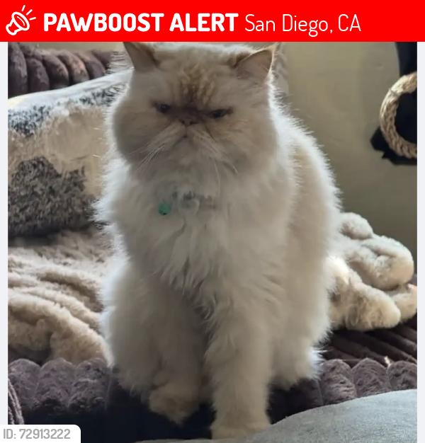 Lost Male Cat last seen Mchugh, San Diego, CA 92114