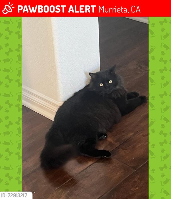 Lost Male Cat last seen Vineyard Pkwy & Whitaker Way, Murrieta, CA 92562