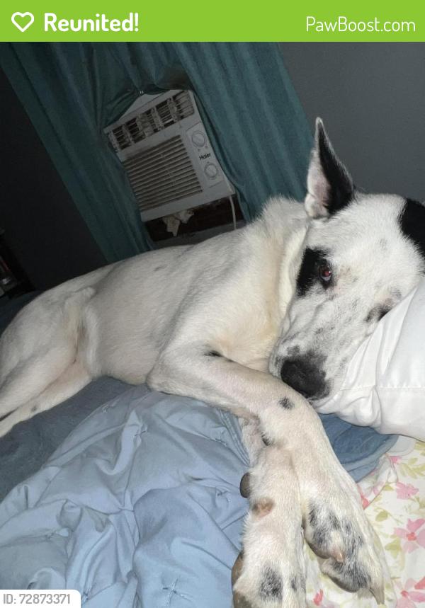 Reunited Female Dog last seen Westside Dr Georgetown rd., Cleveland, TN 37311