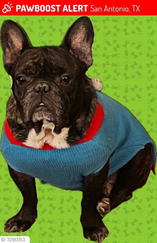 Lost Male Dog last seen blanco and hermine, San Antonio, TX 78201
