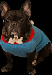 Lost Male Dog last seen blanco and hermine, San Antonio, TX 78201