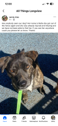 Reunited Female Dog last seen Reel road, Longview, TX 75604
