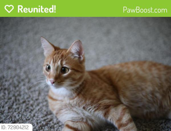 Reunited Male Cat last seen Near Schoenherr Rd, Warren, MI 48088, USA, Warren, MI 48088