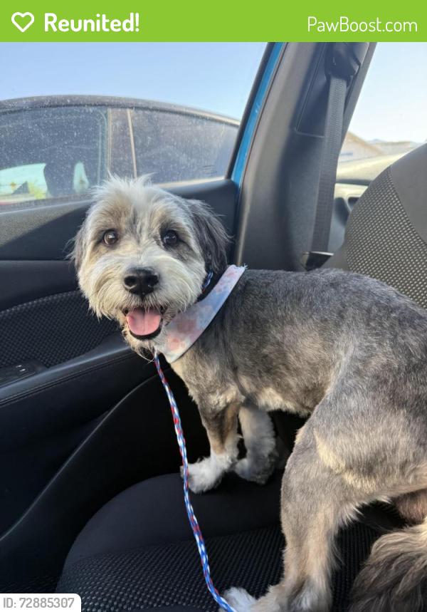 Reunited Male Dog last seen My husband just chased this dog down on Skye Canyon Park Dr and North Skye Village Rd. , Las Vegas, NV 89143