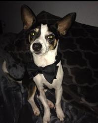 Reunited Male Dog last seen Nathan Ave and Grant Blvd, Lehigh Acres, FL 33974