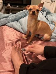 Lost Male Dog last seen Cedar street and brown street , Wilmington, DE 19805