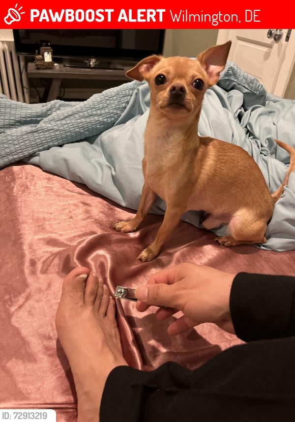 Lost Male Dog last seen Cedar street and brown street , Wilmington, DE 19805