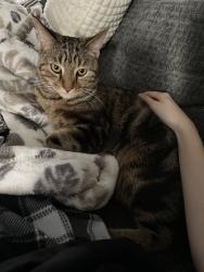 Reunited Male Cat last seen Near Chisholm Trail, Aubrey, TX 76227, USA, Aubrey, TX 76227