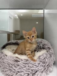 Shelter Stray Male Cat last seen , Saint Paul, MN 55104