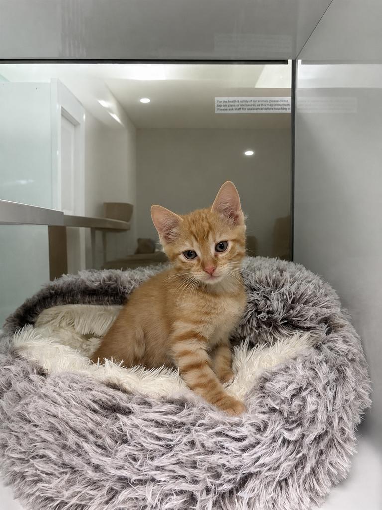 Shelter Stray Male Cat last seen , Saint Paul, MN 55104