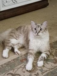 Reunited Male Cat last seen Pfeiffer Rd, Kendall County, TX 78006
