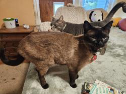 Reunited Male Cat last seen Academy Street and Lindsey street , Rural Hall, NC 27045