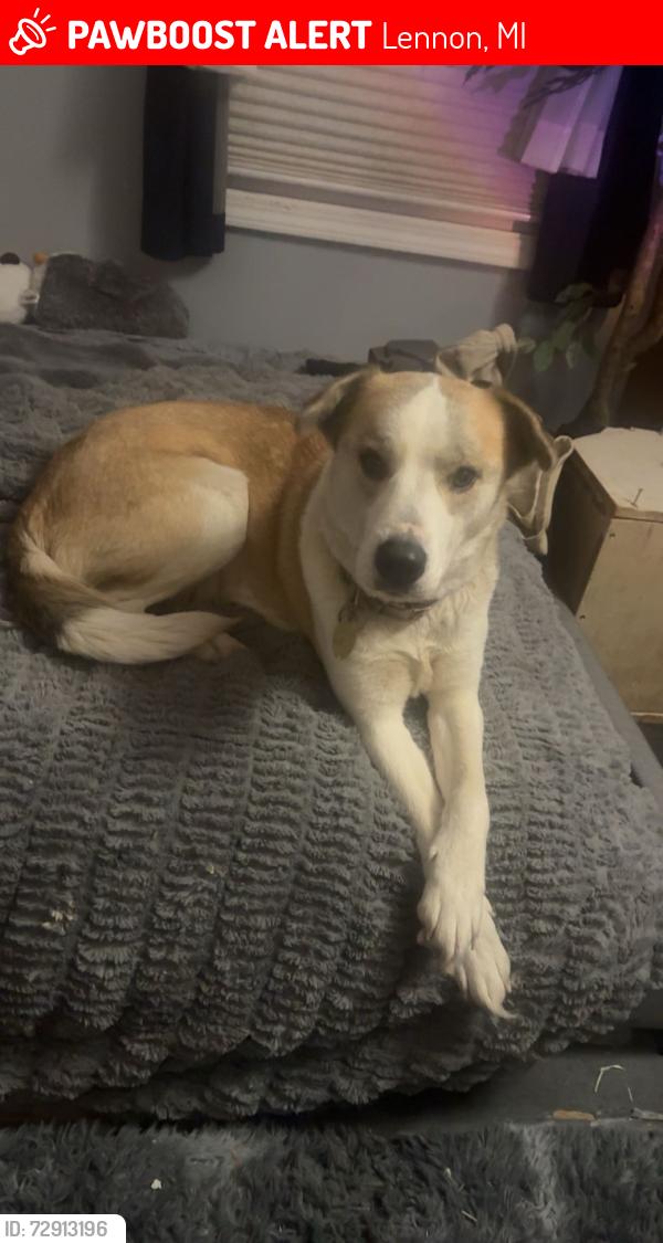 Lost Female Dog last seen m13 lennon rd , Lennon, MI 48449