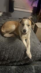 Lost Female Dog last seen m13 lennon rd , Lennon, MI 48449
