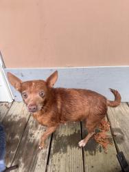 Found/Stray Female Dog last seen Old Cherry Point Rd , New Bern, NC 28560