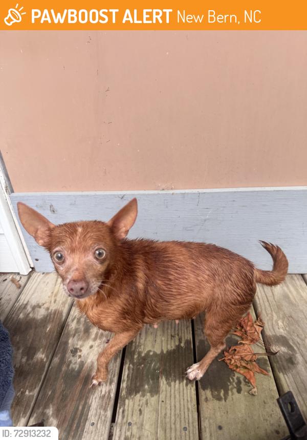Found/Stray Female Dog last seen Old Cherry Point Rd , New Bern, NC 28560
