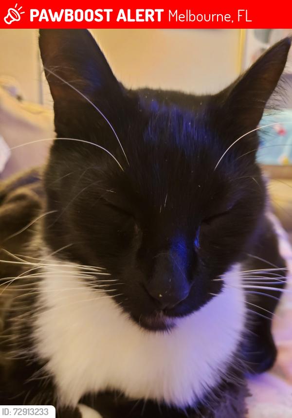 Lost Male Cat last seen San Juan Cir, San Juan cndmniums , Melbourne, FL 32935