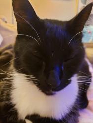 Lost Male Cat last seen San Juan Cir, San Juan cndmniums , Melbourne, FL 32935