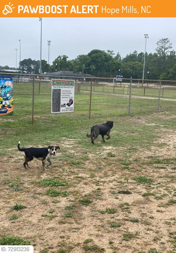 Found/Stray Unknown Dog last seen Hopemills park , Hope Mills, NC 28348