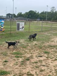 Found/Stray Unknown Dog last seen Hopemills park , Hope Mills, NC 28348