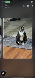Lost Female Cat last seen Bigby street and Farm, Downey, CA 90241