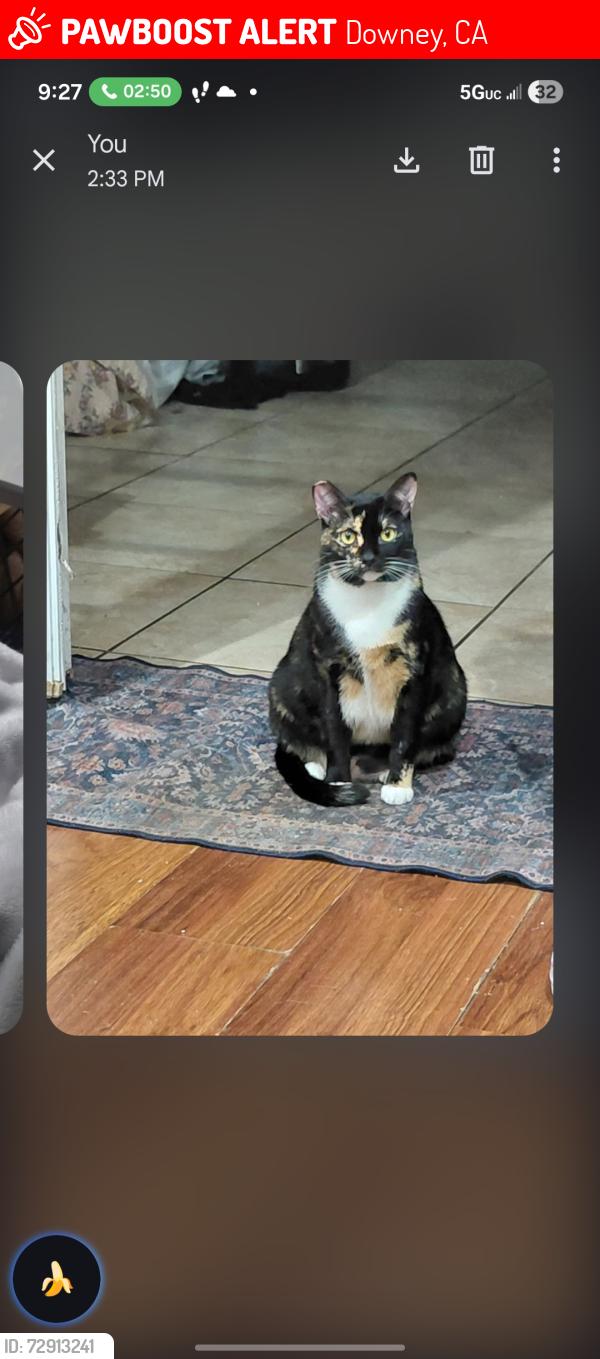 Lost Female Cat last seen Bigby street and Farm, Downey, CA 90241
