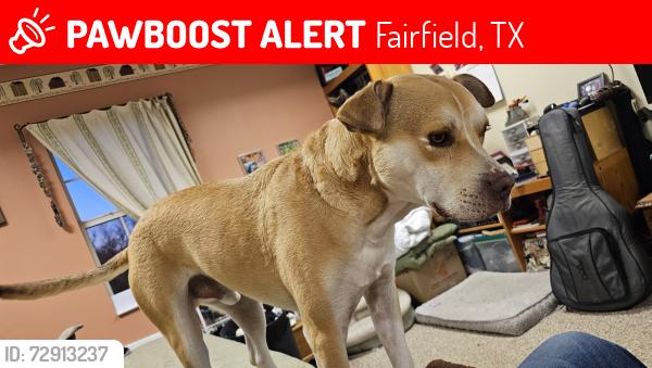 Lost Male Dog last seen Private Road 207 near State Park Road, Fairfield, TX 75840