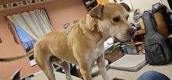 Lost Male Dog last seen Private Road 207 near State Park Road, Fairfield, TX 75840