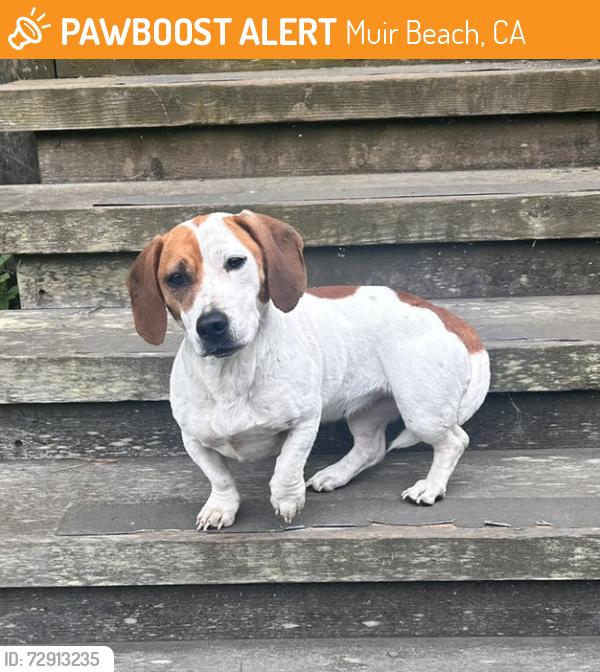 Found/Stray Female Dog last seen Sunset Way, Muir Beach, CA 94965