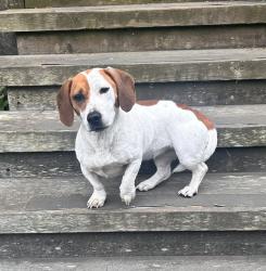 Found/Stray Female Dog last seen Sunset Way, Muir Beach, CA 94965