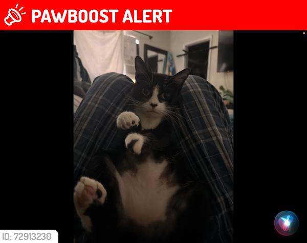 Lost Female Cat last seen N/A, Huntington Beach, CA 92648
