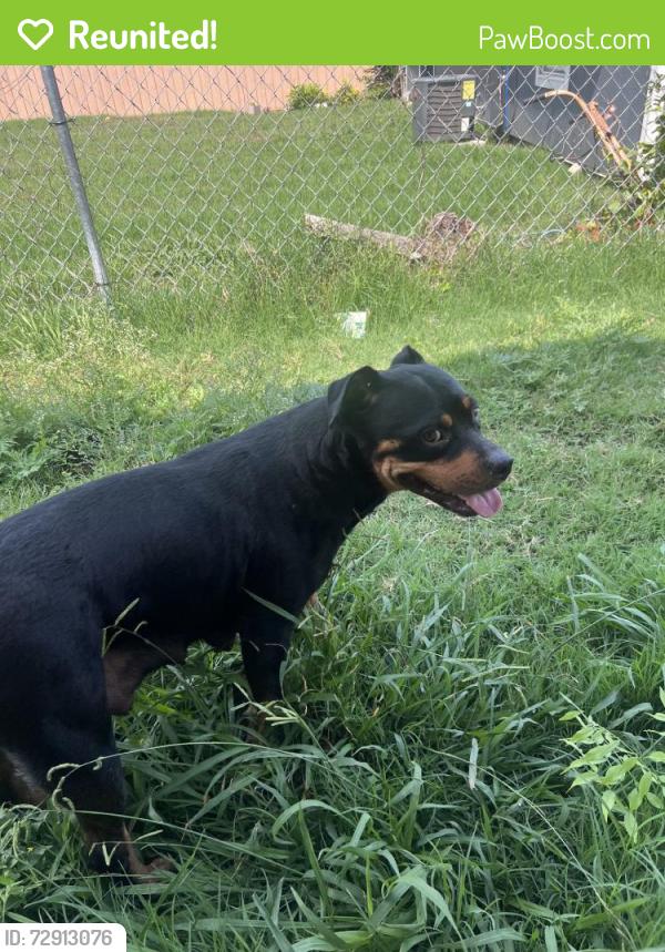 Reunited Female Dog last seen Near E Marguerita Dr, Garland, TX 75040, USA, Garland, TX 75040