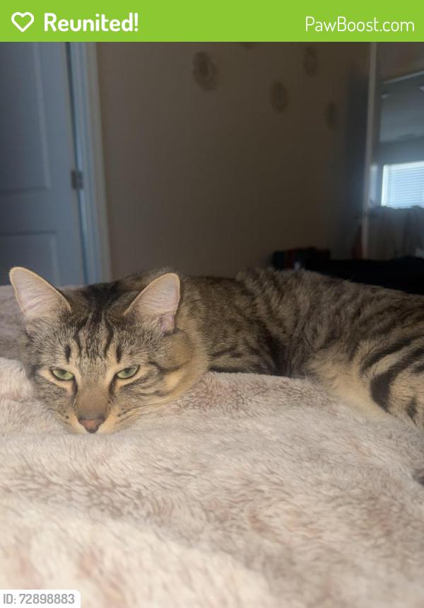 Reunited Male Cat last seen Anitoch Church, Greenville, SC 29605