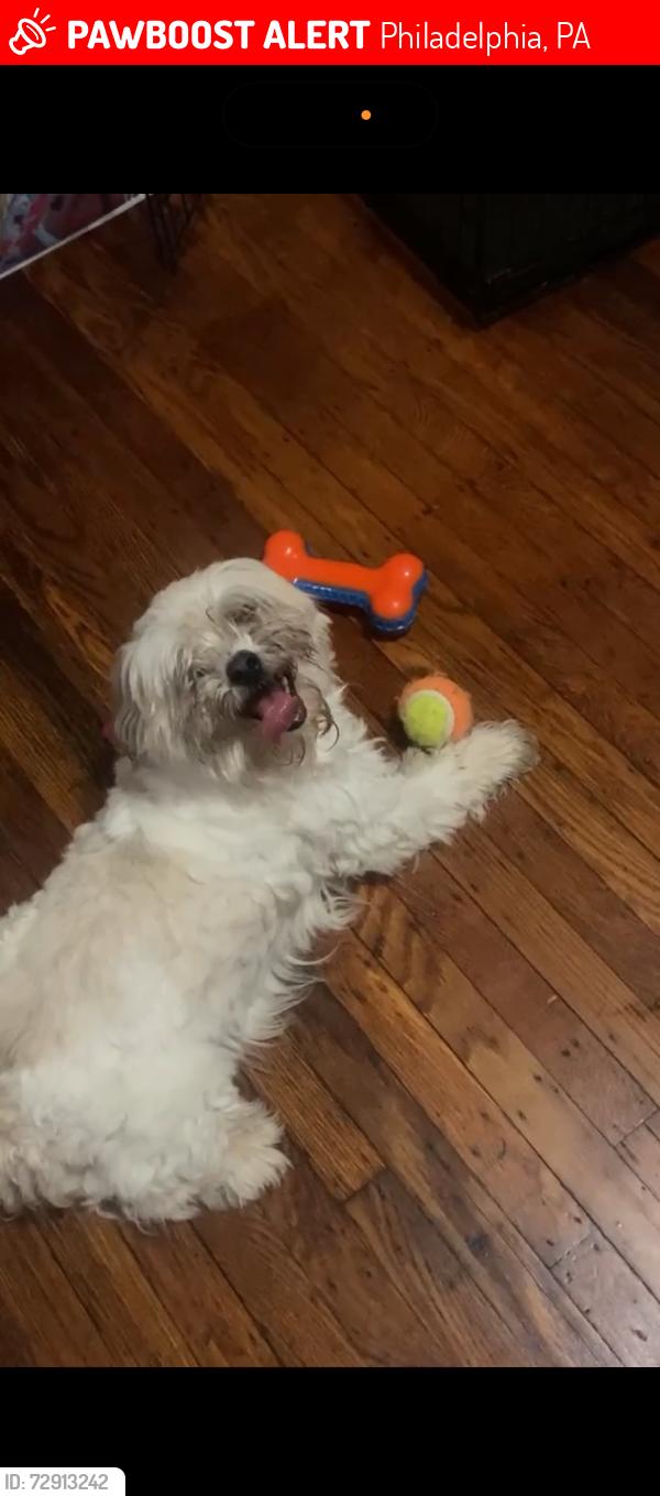 Lost Male Dog last seen 32nd & Cumberland street, Philadelphia, PA 19132