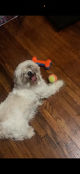 Lost Male Dog last seen 32nd & Cumberland street, Philadelphia, PA 19132