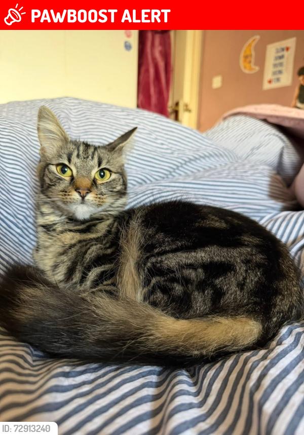 Lost Female Cat last seen Turner Walk, Hartlepool, UK, Hartlepool, England TS25