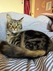 Lost Female Cat last seen Turner Walk, Hartlepool, UK, Hartlepool, England TS25