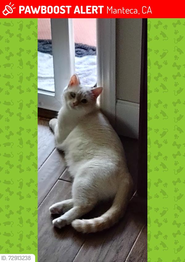 Lost Female Cat last seen Near Shadow Berry Dr  Manteca, Manteca, CA 95336
