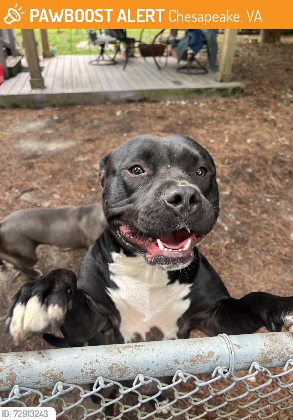 Found/Stray Unknown Dog last seen Portlock and Bernard St, Chesapeake, VA 23324