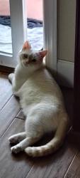 Lost Female Cat last seen Near Shadow Berry Dr  Manteca, Manteca, CA 95336