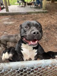 Found/Stray Unknown Dog last seen Portlock and Bernard St, Chesapeake, VA 23324