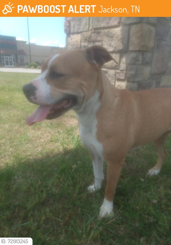 Found/Stray Female Dog last seen Exit 85 christmasville road exit., Jackson, TN 38301